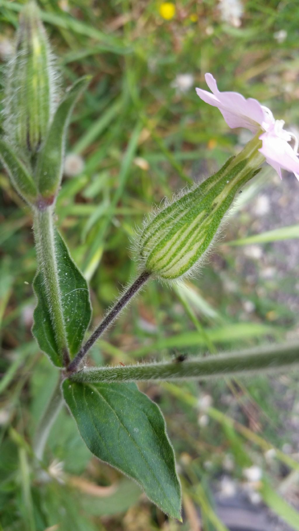 Silene latifolia (Caryophyllaceae)